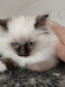 kocourci Ragdoll - 8