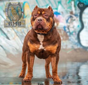 American bully xl, pitbull xxl - 8