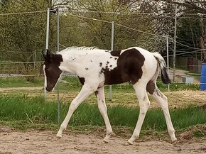 Luxusní PAINT Horse plemeník, DOUBLE HOMOZYGOT, 7 panel NN - 8