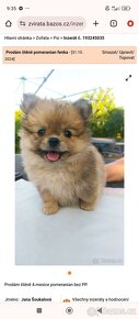 Pomeranian mini Boo - 8