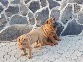 Shar-pei - 8