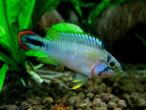 Apistogramma - 8