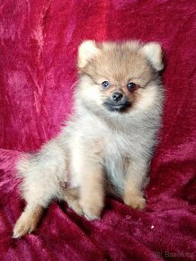 TOP Maličký pejsek NŠ/Pomeranian - Pomeranian Mini - 8