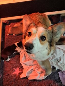 Welsh corgi pembroke - 8