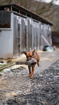 CHARIS - fena, ridgeback x bull, 4 roky, pes , v útulku - 8