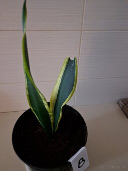 Sansevieria "tchynin jazyk" - 8