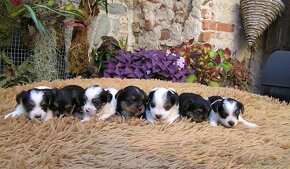 Biewer Yorkshire Terrier a Spaltbiewer F3 štěňátka - 8