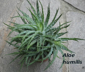 Zakrslé Aloe a jiné sukulenty - 8