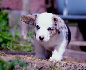 Welsh Corgi Cardigan - štěňata s PP - 8