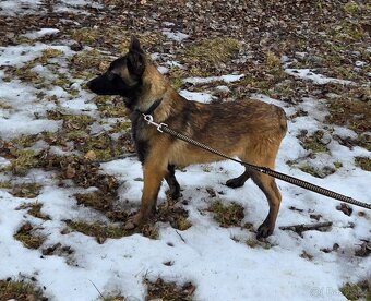 Belgicky ovcak malinois s pp - 8