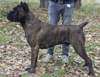 Cane corso s PP šteniatka - 8