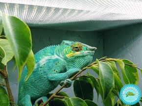 Chameleon Pardálí (Furcifer Pardalis) Nosy Be F2 - 8