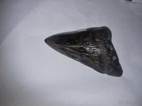 Zub prehistorického megalodonu, 9cm - 8