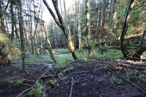 Lesní pozemky 8922 m2, obec Kolová, katastrální území Háje u - 8