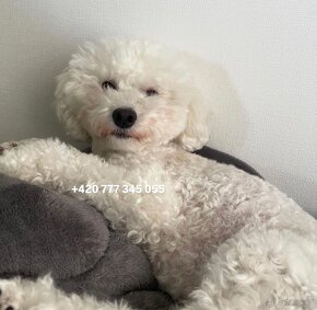 Toy Poodle White Fenka girl female - 8