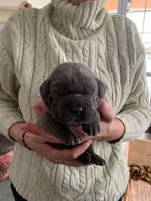 Cane Corso - štěňátka - 8