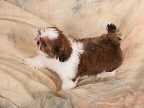 štěňata Shih-Tzu (ši-cu, shitzu, shih tzu) - 8