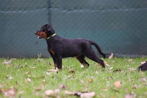 Beauceron s PP - 8