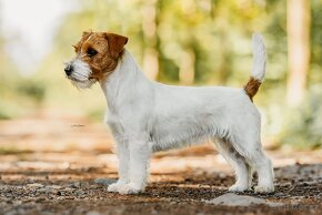 Jack Russell teriér - 8