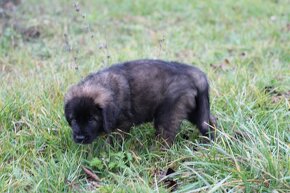 Leonberger - štěňata s PP - 8