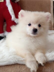 Krásný Maličký Pejsek NŠ / Pomeranian - Cream Strakoš - 8