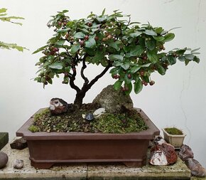 Skalník celokrajný bonsai - 8