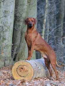 Rhodesian Ridgeback fena - 8