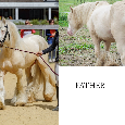 TOP cremello colt Irish cob/Tinker/Gypsy cob - 8