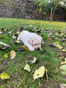 Štěňátka labradorského retrievera - 8