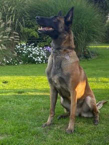 BELGICKÝ OVČÁK MALINOIS bez PP - 8