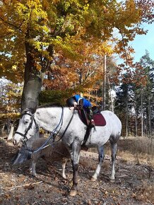 Prodám valacha Appaloosa. - 8