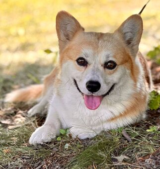 Welsh corgi pembroke s PP - 8