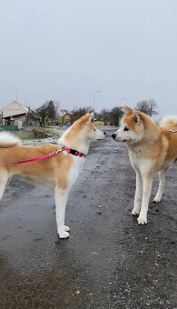 Štěňata Akita Inu - 8