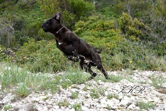 Cane corso černý krycí pes - 8