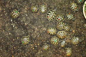 suchozemská Želva zelenavá (Testudo hermanni) - mláďata - 8