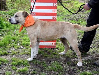 GEBBY K ADOPCI - přátelská, milá, aktivní - 8