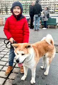 Akita Inu - 8