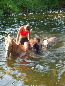 Letošní hřebeček Welsh Pony, sekce B k prodeji - 8