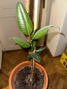 Ficus Elastica velký 170 cm (fíkovník pryžodárný) - 8