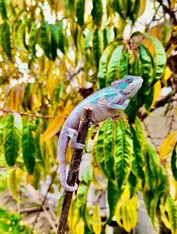 Chameleon pardálí, terárium - 8