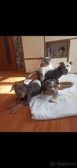 American bully pocket - 8