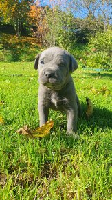 Cane Corso s PP - 8