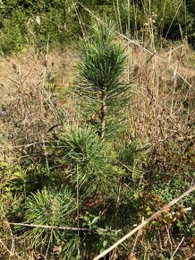 Sibiřský Cedr (Pinus Sibirica) / Borovice Sibiřská sazenice - 8