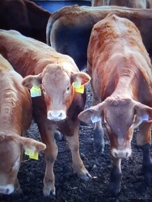 Ponúkame na predaj TeliatkáBycky Charolais Francúzké - 8