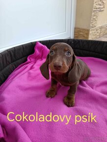 Jezevcik trpaslici, modry merle, cokoladovy - 8