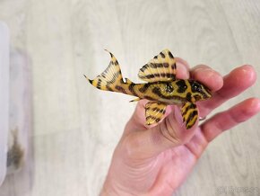 Pleco, Hypancistrus, Ancistrus long fin, sumce - 8