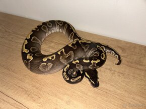 Poslední zvířata ze zrušeného chovu Python Regius - 8