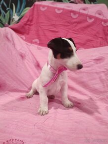 Jack Russell Terrier JRT Jack Rusel Terier - 8