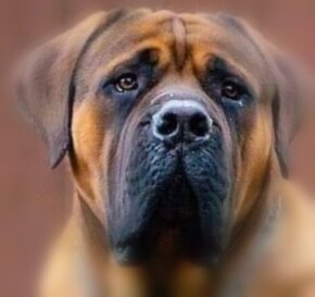 Boerboel - Jihoafrický Mastif - 8