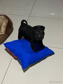 Shar-pei    - Šarpej šťěňátko 7 týdenní - 8